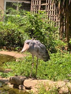 恩賜上野動物園に投稿された画像（2024/8/3）