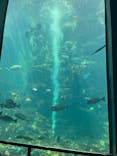 下田海中水族館に投稿された画像（2024/8/3）