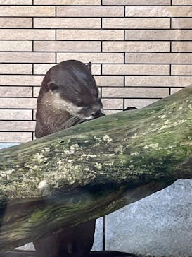 下田海中水族館に投稿された画像（2024/8/3）