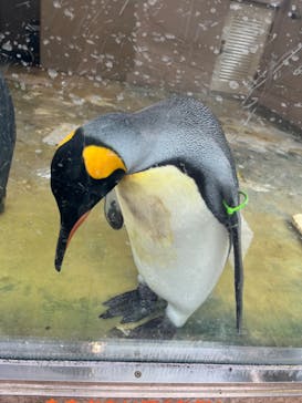 下田海中水族館に投稿された画像（2024/8/3）