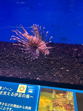 下田海中水族館に投稿された画像（2024/8/3）