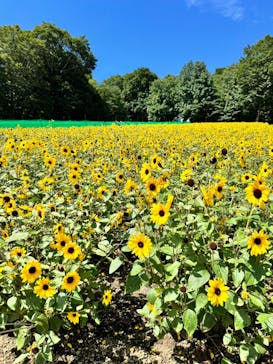 たんばらラベンダーパークに投稿された画像（2024/8/3）