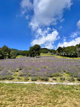 たんばらラベンダーパークに投稿された画像（2024/8/3）