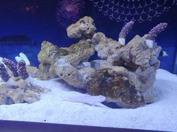 マクセル アクアパーク品川に投稿された画像（2024/8/3）