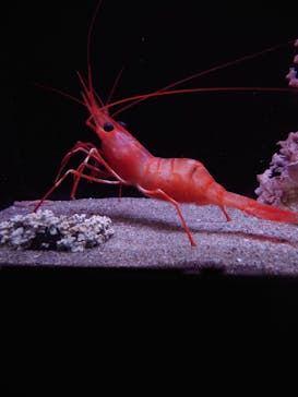 環境水族館アクアマリンふくしまに投稿された画像（2024/8/3）