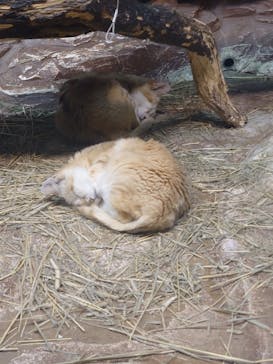 那須どうぶつ王国に投稿された画像（2024/8/3）