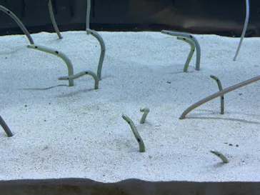 すみだ水族館に投稿された画像（2024/8/3）