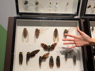 特別展「昆虫 MANIAC」（国立科学博物館）に投稿された画像（2024/8/3）