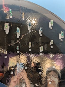 特別展「昆虫 MANIAC」（国立科学博物館）に投稿された画像（2024/8/3）