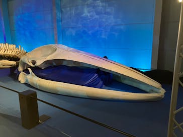 巨大恐竜展2024に投稿された画像（2024/8/3）