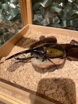 体感するファーブル昆虫展in横浜赤レンガ倉庫に投稿された画像（2024/8/3）