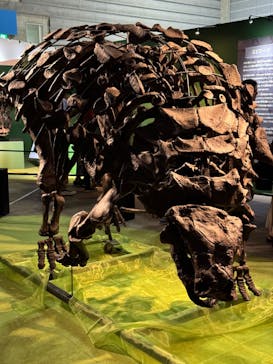 巨大恐竜展2024に投稿された画像（2024/8/3）