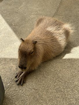 長崎バイオパークに投稿された画像（2024/8/3）