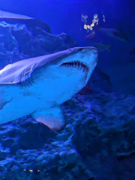 すみだ水族館に投稿された画像（2024/8/3）