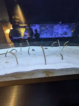 すみだ水族館に投稿された画像（2024/8/3）