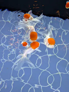 すみだ水族館に投稿された画像（2024/8/3）