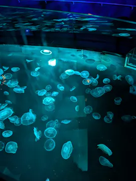 すみだ水族館に投稿された画像（2024/8/3）