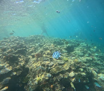 沖縄マリンサービス碧に投稿された画像（2024/8/3）