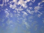 アクアワールド茨城県大洗水族館に投稿された画像（2024/8/3）