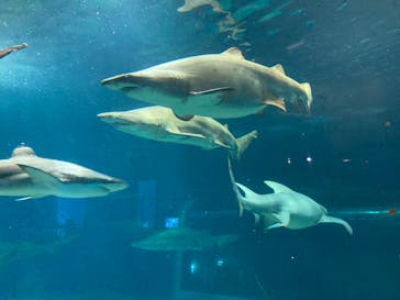 アクアワールド茨城県大洗水族館に投稿された画像（2024/8/3）
