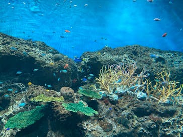 アクアワールド茨城県大洗水族館に投稿された画像（2024/8/3）