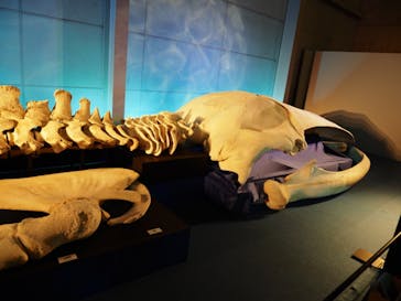 巨大恐竜展2024に投稿された画像（2024/8/3）