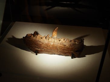 巨大恐竜展2024に投稿された画像（2024/8/3）