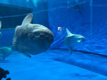 アクアワールド茨城県大洗水族館に投稿された画像（2024/8/3）