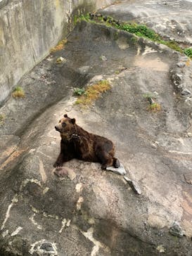 のぼりべつクマ牧場に投稿された画像（2024/8/3）