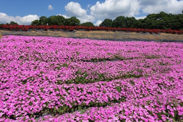 ひるがのピクニックガーデンに投稿された画像（2024/8/3）