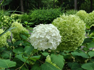 ノーザンホースパークに投稿された画像（2024/8/3）