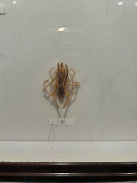 特別展「昆虫 MANIAC」（国立科学博物館）に投稿された画像（2024/8/3）