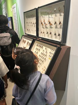 特別展「昆虫 MANIAC」（国立科学博物館）に投稿された画像（2024/8/3）