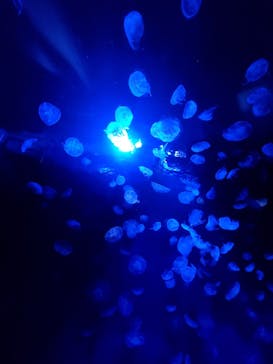 サンシャイン水族館に投稿された画像（2024/8/3）