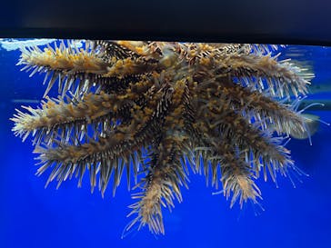 サンシャイン水族館に投稿された画像（2024/8/3）