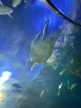 しながわ水族館に投稿された画像（2024/8/3）