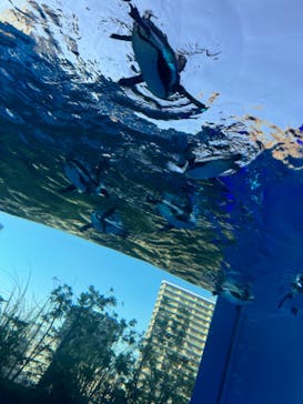 サンシャイン水族館に投稿された画像（2024/8/3）