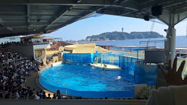 新江ノ島水族館に投稿された画像（2024/8/3）