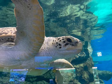 名古屋港水族館に投稿された画像（2024/8/3）