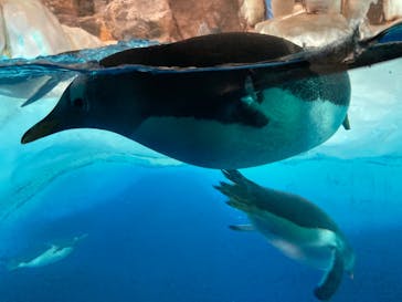 名古屋港水族館に投稿された画像（2024/8/3）