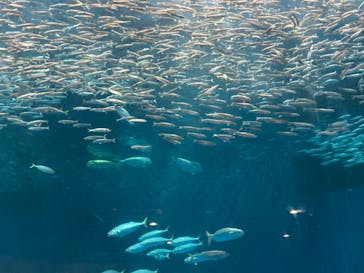 名古屋港水族館に投稿された画像（2024/8/3）