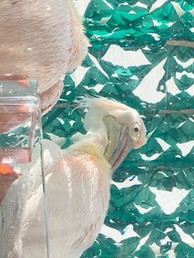 サンシャイン水族館に投稿された画像（2024/8/3）