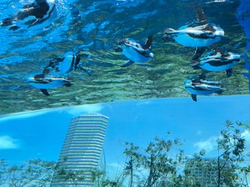 サンシャイン水族館に投稿された画像（2024/8/3）