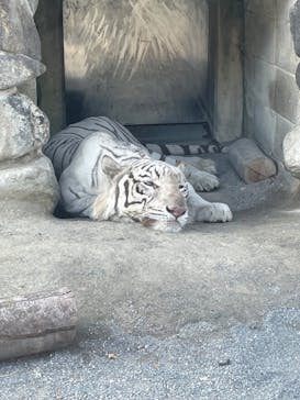 東武動物公園に投稿された画像（2024/8/3）
