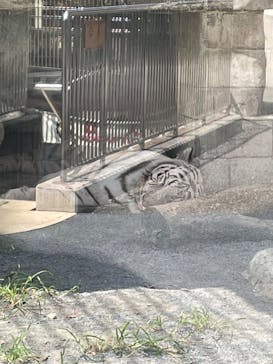 東武動物公園に投稿された画像（2024/8/3）