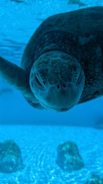沖縄美ら海水族館に投稿された画像（2024/8/3）