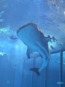 沖縄美ら海水族館に投稿された画像（2024/8/3）
