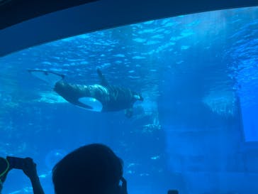 名古屋港水族館に投稿された画像（2024/8/3）