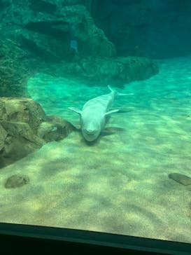 名古屋港水族館に投稿された画像（2024/8/3）