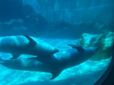 名古屋港水族館に投稿された画像（2024/8/3）